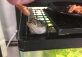 飼育下におけるニホンウナギの陸上摂餌（手渡しで乾燥クリルを食べる）